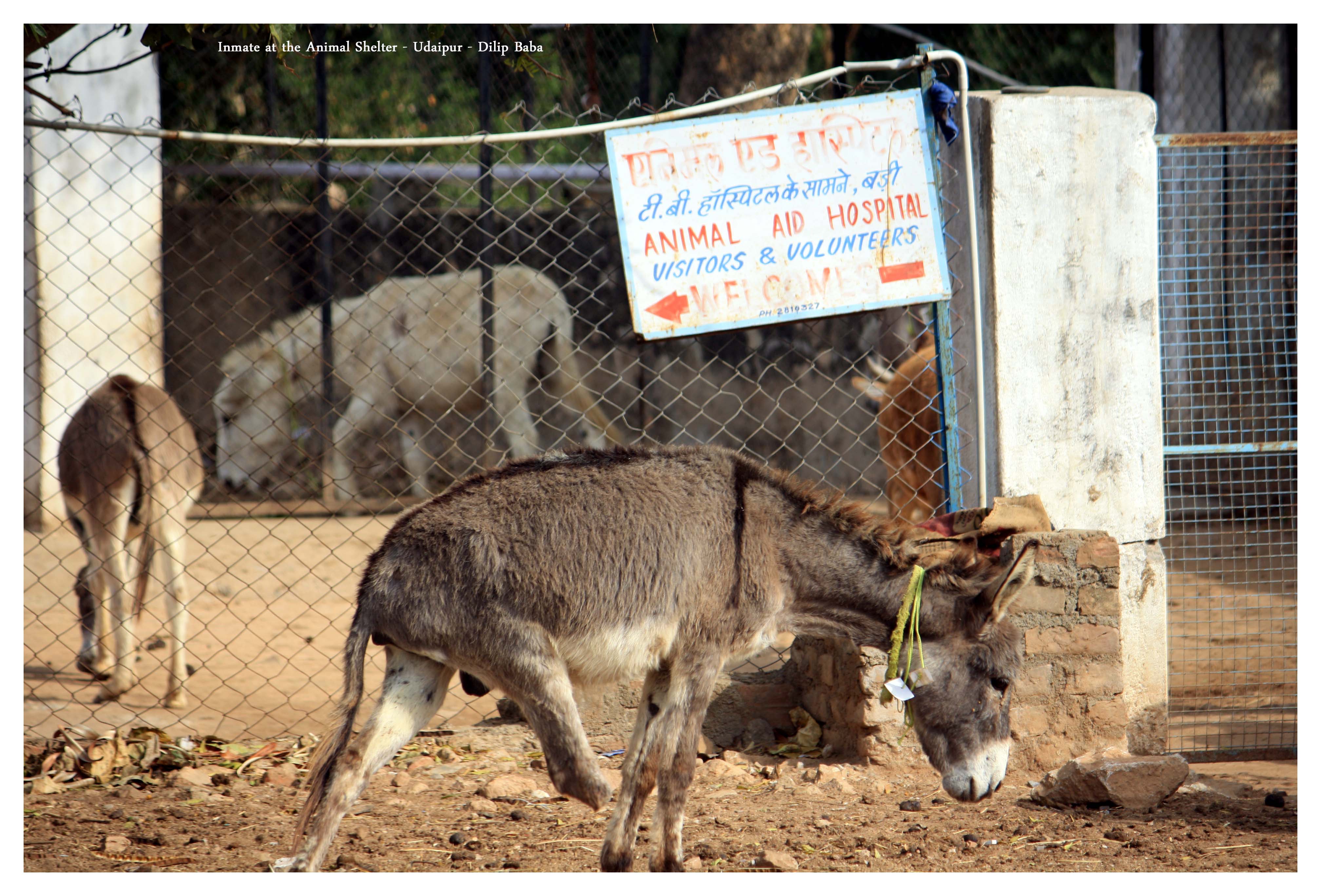 Animal Aid Unlimited – Udaipur | Potliwalas